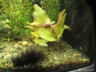 Фото Аквариум ОМУТик Тригон 190 литров Сергей СН  (photo#157392)