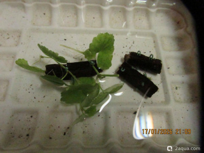 Гидрокотила белоголовая (Hydrocotyle leucocephala) - фото #157393