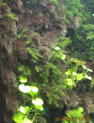 Фото Аквариум ОМУТик Тригон 190 литров Сергей СН  (photo#157395)