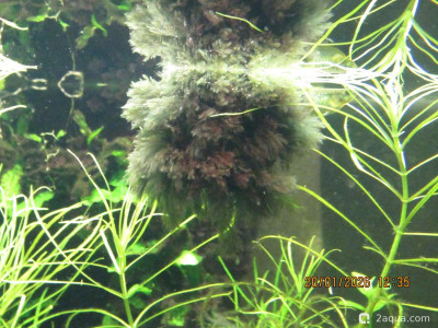 Фото Аквариум ОМУТик Тригон 190 литров Сергей СН  (photo#157396)