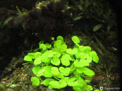 Фото Аквариум ОМУТик Тригон 190 литров Сергей СН  (photo#157399)