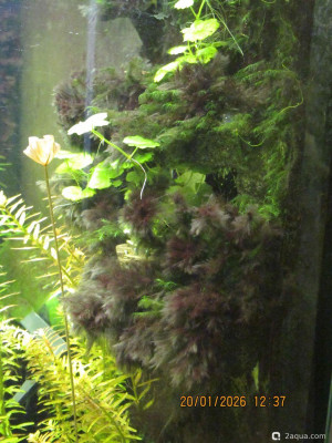 Фото Аквариум ОМУТик Тригон 190 литров Сергей СН  (photo#157400)