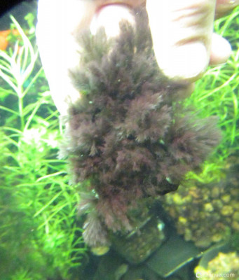 Фото Аквариум ОМУТик Тригон 190 литров Сергей СН  (photo#157401)