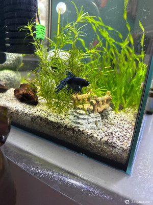 Фото Детский куб 15 литров lera.f  (photo#157403)