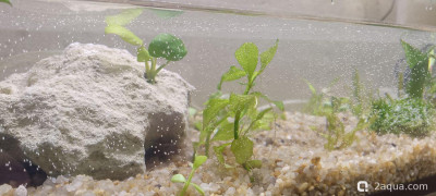 Фото Аквариум - 100 л полигон для экспериментов Nihilant  (photo#157404)