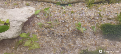 Фото Аквариум - 100 л полигон для экспериментов Nihilant  (photo#157405)