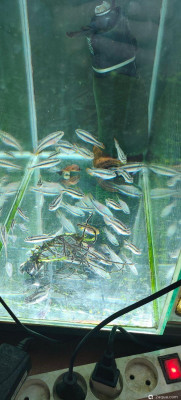 Фото Аквариум 15 л - прекрасно для новичка  (photo#157411)