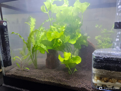 Фото Рабочий аквариум 20 литров (photo#157413)