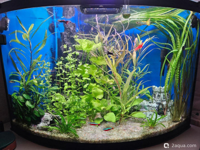 Фото Угловой аквариум 50 литров andrey_che  (photo#157414)