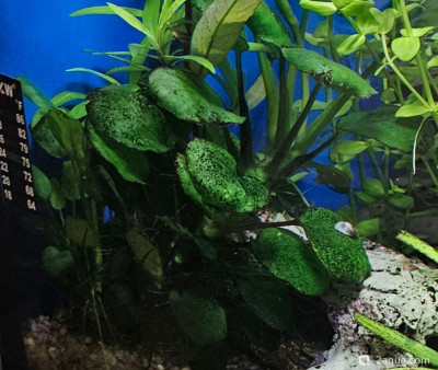 Фото Угловой аквариум 50 литров andrey_che  (photo#157415)