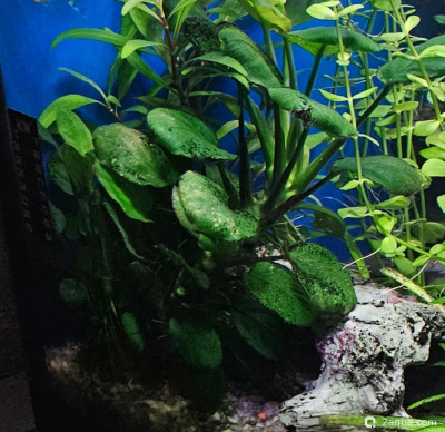 Фото Угловой аквариум 50 литров andrey_che  (photo#157416)