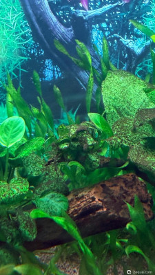 Фото 110 литров счастья, или новая банка трапеция lera.f  (photo#157417)