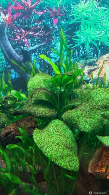 Фото 110 литров счастья, или новая банка трапеция lera.f  (photo#157418)