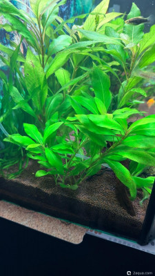 Фото 110 литров счастья, или новая банка трапеция lera.f  (photo#157419)