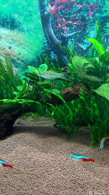 Фото 110 литров счастья, или новая банка трапеция lera.f  (photo#157420)