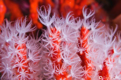 Фото Красный коралл Corallium rubrum  (photo#157423)