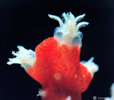 Фото Красный коралл Corallium rubrum  (photo#157424)