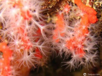 Фото Красный коралл Corallium rubrum  (photo#157426)