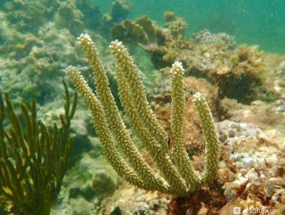 Фото Горгония - Эуника маммоза Eunicea mammosa  (photo#157432)