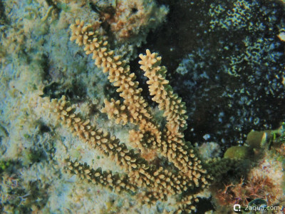 Фото Горгония - Эуника маммоза Eunicea mammosa  (photo#157433)