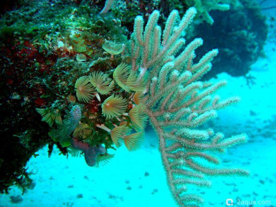 Фото Горгония - Эуника маммоза Eunicea mammosa  (photo#157436)