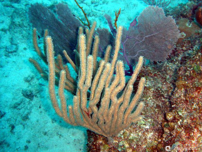 Фото Горгония - Эуника маммоза Eunicea mammosa  (photo#157437)