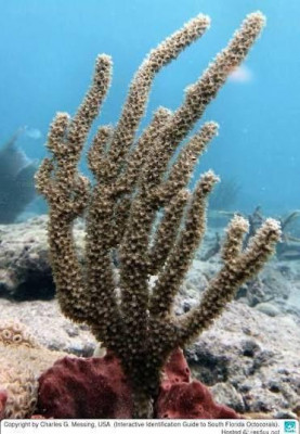 Фото Горгония - Эуника маммоза Eunicea mammosa  (photo#157439)