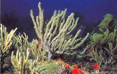 Фото Горгонария Eunicea calyculata  (photo#157443)