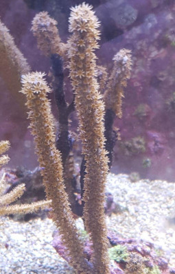 Фото Горгонария Eunicea calyculata  (photo#157446)