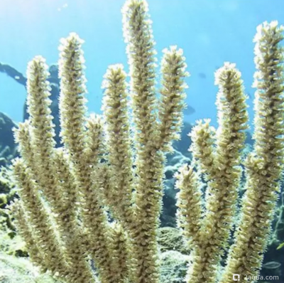 Фото Горгонария Eunicea calyculata  (photo#157449)