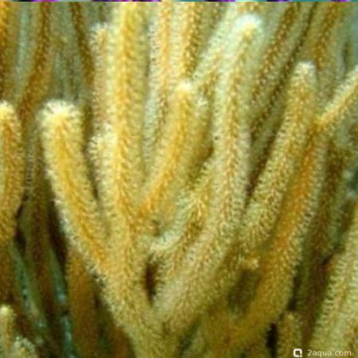 Фото Горгонария Eunicea calyculata  (photo#157450)