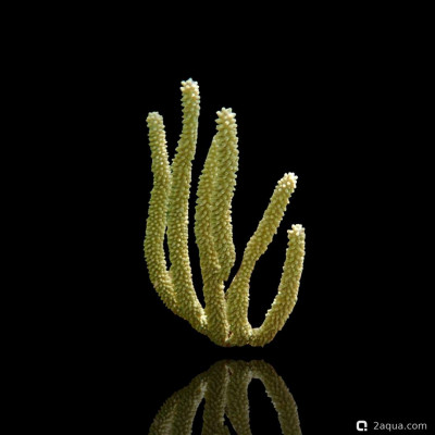 Фото Горгонария Eunicea calyculata  (photo#157451)