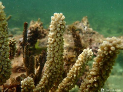 Фото Корибская горгонария Еunicea clavigera  (photo#157459)