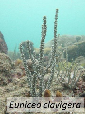 Фото Корибская горгонария Еunicea clavigera  (photo#157463)