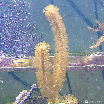Фото Горгония с дугообразными листьями Eunicea flexuosa Bowing Gorgonian  (photo#157466)