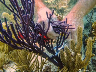 Фото Горгония с дугообразными листьями Eunicea flexuosa Bowing Gorgonian  (photo#157469)