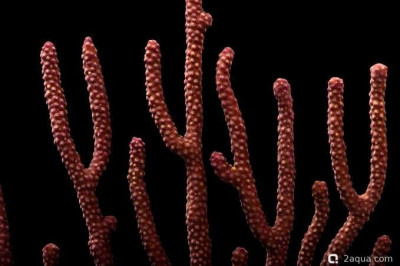 Фото Горгония с дугообразными листьями Eunicea flexuosa Bowing Gorgonian  (photo#157471)