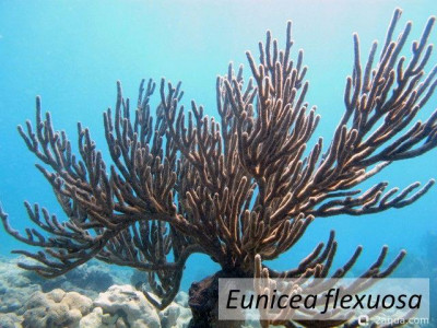 Фото Горгония с дугообразными листьями Eunicea flexuosa Bowing Gorgonian  (photo#157474)