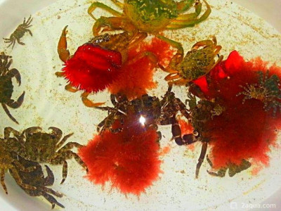 Фото Может ли кто подсказать правильное название этой водоросли ? (photo#157477)