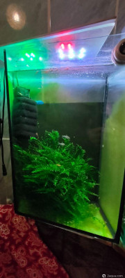 Фото Аквариум 15 л - прекрасно для новичка  (photo#157479)