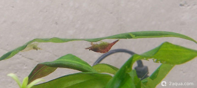 Фото Аквариум - 100 л полигон для экспериментов Nihilant  (photo#157480)