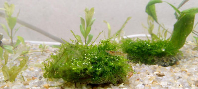 Фото Аквариум - 100 л полигон для экспериментов Nihilant  (photo#157482)