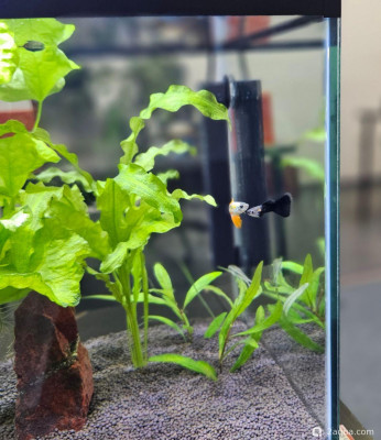 Фото Рабочий аквариум 20 литров (photo#157484)