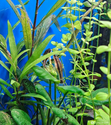 Фото Угловой аквариум 50 литров andrey_che  (photo#157491)