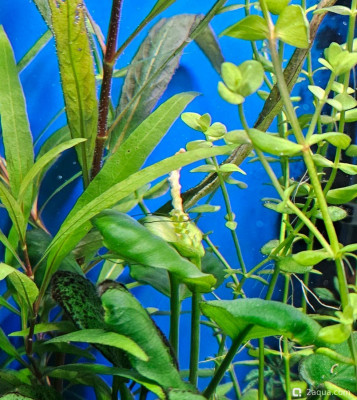 Фото Угловой аквариум 50 литров andrey_che  (photo#157492)