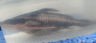 Фото Платидорас (photo#157494)