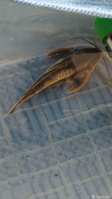 Фото Платидорас (photo#157495)