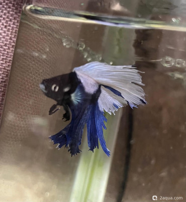 Фото У петуха обесцвечивается плавник (photo#157502)