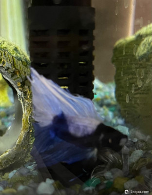 Фото У петуха обесцвечивается плавник (photo#157503)