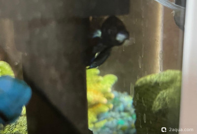 Фото У петуха обесцвечивается плавник (photo#157504)